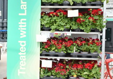 Het Largo concept dat in samenwerking met Chrysal is opgezet, werd ook gepromoot. Het voorkomt geelblad, uitval en stimuleert blad- en knopvorming. Nu beschikbaar in Nederland, Frankrijk, Duitsland en Zweden. Het doel is het voorkomen van weggooien van product in de retail.